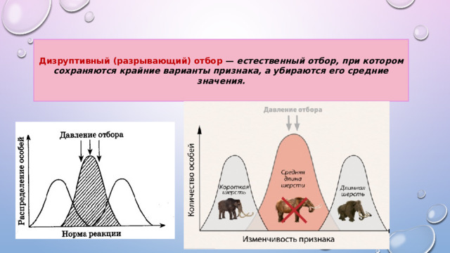 Фото дизруптивный отбор