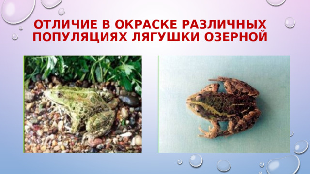 Отличие в окраске различных популяциях лягушки озерной 