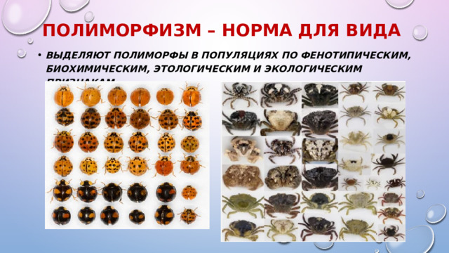 Полиморфизм – норма для вида Выделяют полиморфы в популяциях по фенотипическим, биохимическим, этологическим и экологическим признакам. 