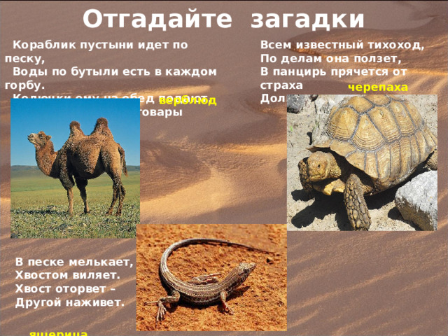 Отгадайте загадки  Кораблик пустыни идет по песку,  Воды по бутыли есть в каждом горбу.  Колючки ему на обед подают,  Везет в караванах товары  Всем известный тихоход, По делам она ползет, В панцирь прячется от страха Долгожитель  верблюд  черепаха В песке мелькает, Хвостом виляет. Хвост оторвет – Другой наживет.  ящерица 