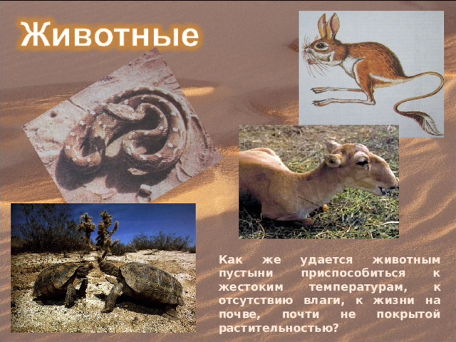 Как же удается животным пустыни приспособиться к жестоким температурам, к отсутствию влаги, к жизни на почве, почти не покрытой растительностью? 