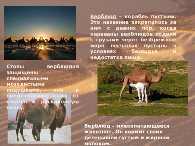 Верблюд – корабль пустыни. Это название закрепилось за ним с давних пор, когда караваны верблюдов ходили с грузами через безбрежные моря песчаных пустынь в условиях безводья и недостатка пищи. Стопы верблюдов защищены специальными мозолистыми подушками, они и предохраняют кожу от ожогов о раскалённую почву. Верблюд – млекопитающееся животное. Он кормит своих детенышей густым и жирным молоком. 