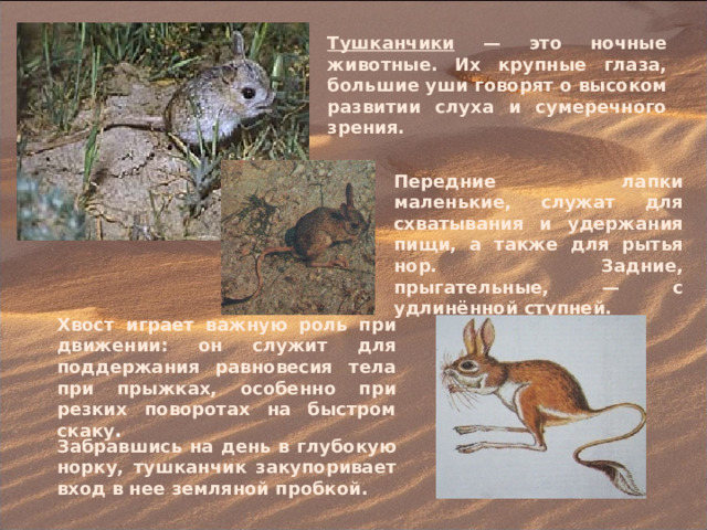 Тушканчики — это ночные животные. Их крупные глаза, большие уши говорят о высоком развитии слуха и сумеречного зрения. Передние лапки маленькие, служат для схватывания и удержания пищи, а также для рытья нор. Задние, прыгательные, — с удлинённой ступней. Хвост играет важную роль при движении: он служит для поддержания равновесия тела при прыжках, особенно при резких поворотах на быстром скаку .  Забравшись на день в глубокую норку, тушканчик закупоривает вход в нее земляной пробкой. 