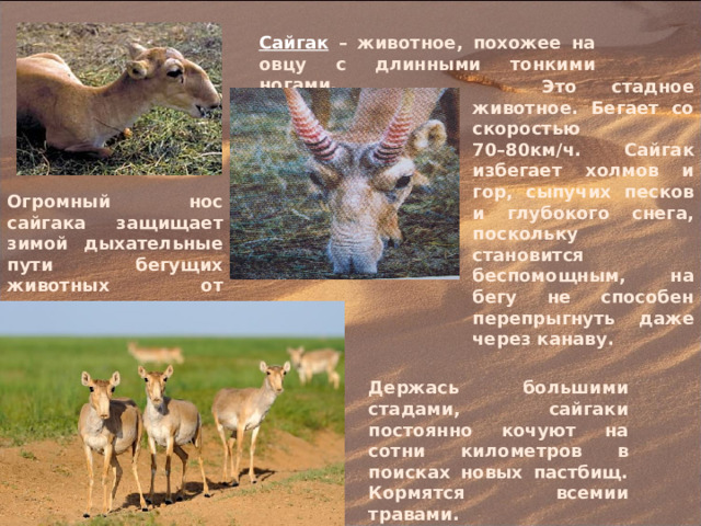 Сайгак – животное, похожее на овцу с длинными тонкими ногами.  Это стадное животное. Бегает со скоростью 70–80км/ч. Сайгак избегает холмов и гор, сыпучих песков и глубокого снега, поскольку становится беспомощным, на бегу не способен перепрыгнуть даже через канаву. Огромный нос сайгака защищает зимой дыхательные пути бегущих животных от леденящего ветра. Держась большими стадами, сайгаки постоянно кочуют на сотни километров в поисках новых пастбищ. Кормятся всемии травами. 