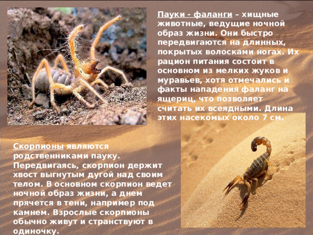 Пауки - фаланги – хищные животные, ведущие ночной образ жизни. Они быстро передвигаются на длинных, покрытых волосками ногах. Их рацион питания состоит в основном из мелких жуков и муравьев, хотя отмечались и факты нападения фаланг на ящериц, что позволяет считать их всеядными. Длина этих насекомых около 7 см. Скорпионы являются родственниками пауку. Передвигаясь, скорпион держит хвост выгнутым дугой над своим телом. В основном скорпион ведет ночной образ жизни, а днем прячется в тени, например под камнем. Взрослые скорпионы обычно живут и странствуют в одиночку. 