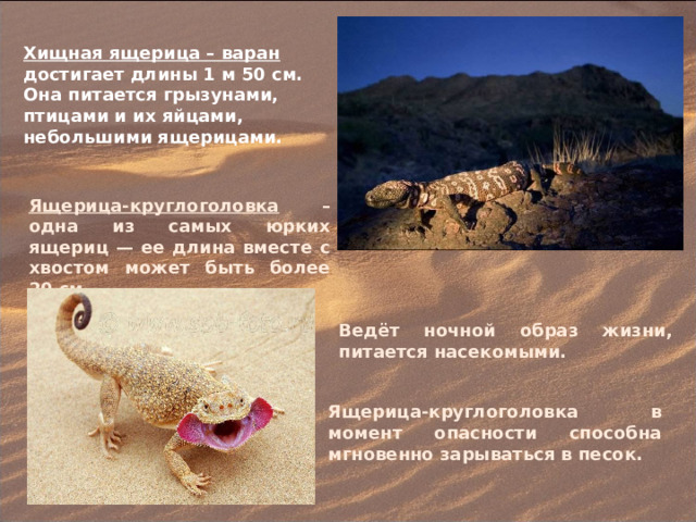 Хищная ящерица – варан достигает длины 1 м 50 см. Она питается грызунами, птицами и их яйцами, небольшими ящерицами. Ящерица-круглоголовка – одна из самых юрких ящериц — ее длина вместе с хвостом может быть более 20 см. Ведёт ночной образ жизни, питается насекомыми. Ящерица-круглоголовка в момент опасности способна мгновенно зарываться в песок. 