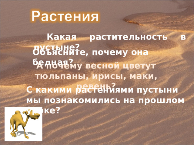  Какая растительность в пустыне? Объясните, почему она бедная? А почему весной цветут тюльпаны, ирисы, маки, ревень? С какими растениями пустыни мы познакомились на прошлом уроке? 