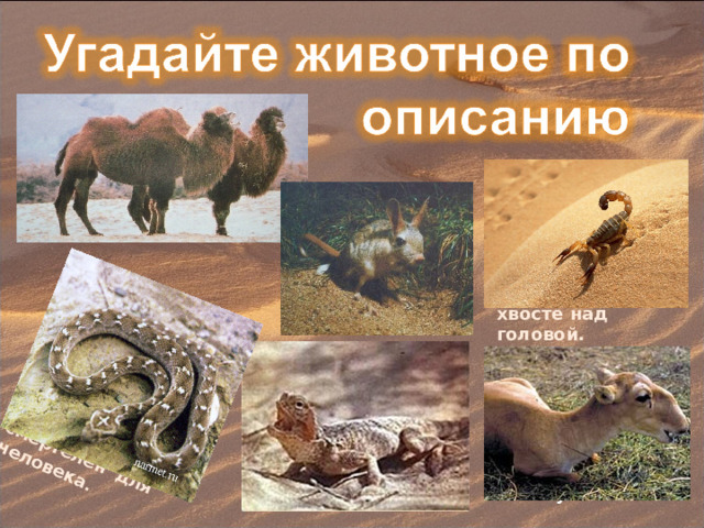 Я прячусь от жары в песок. Передвигаться по песку могу только «боковым ходом». Мой укус смертелен для человека. Сколько важности в походке! По пустыне – сковородке, По колючкам босиком Кто идет с горбом – мешком? Живу я в одиночку. Веду ночной образ жизни. Свое оружие прячу в хвосте над головой. Лапки кенгуру, тельце мыши, уши осла, а хвост льва. . Я – стадное животное. Очень быстро бегаю,но на бегу не могу перепрыгнуть даже через канаву. Я очень красива, у меня большая голова, от врагов я мгновенно зароюсь в песок. 