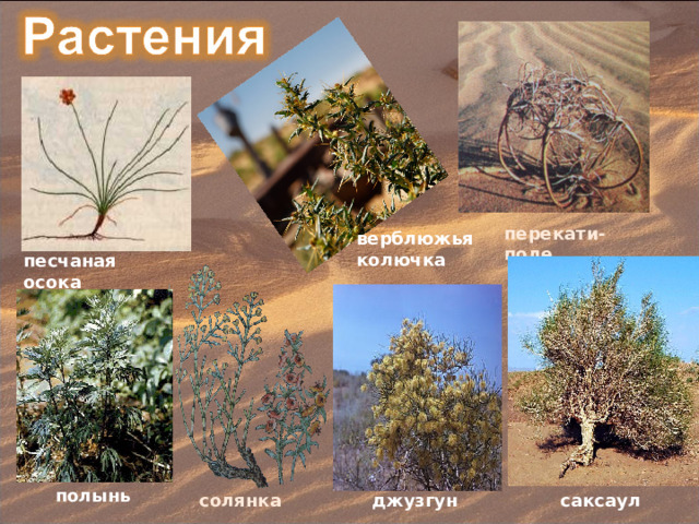 перекати-поле верблюжья колючка песчаная осока полынь солянка джузгун саксаул 