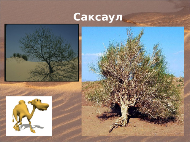 Саксаул 