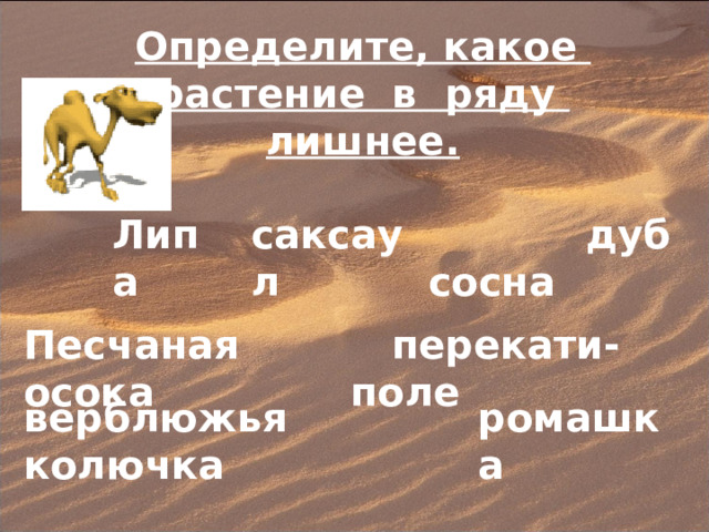 Определите, какое растение в ряду лишнее. Липа саксаул  сосна  дуб Песчаная осока  перекати-поле верблюжья колючка ромашка 