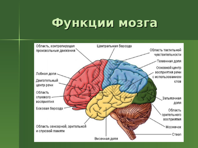 При поражении лобных отделов мозга. Доли мозга и их функции. Доли мозга и их функции ОГЭ.