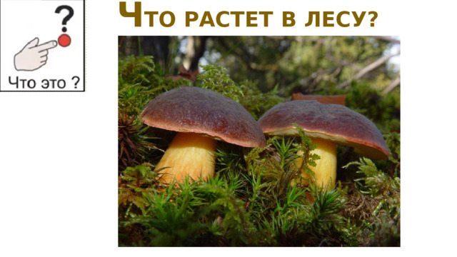 Ч ТО РАСТЕТ В ЛЕСУ? 