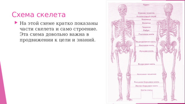 Схема скелета На этой схеме кратко показаны части скелета и само строение. Эта схема довольно важна в продвижении к цели и знаний. 