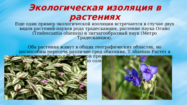 Экологическая изоляция в растениях  Еще один пример экологической изоляции встречается в случае двух видов растений-пауков рода традесканция, растение паука Огайо (Tradescantia ohiensis) и зигзагообразный паук (Метро Традесканция).   Оба растения живут в общих географических областях, но неспособны пересечь различие сред обитания. T. ohiensis Растет в солнечных районах, а Т. Аукцион предпочитает затененные участки, мало солнца. 