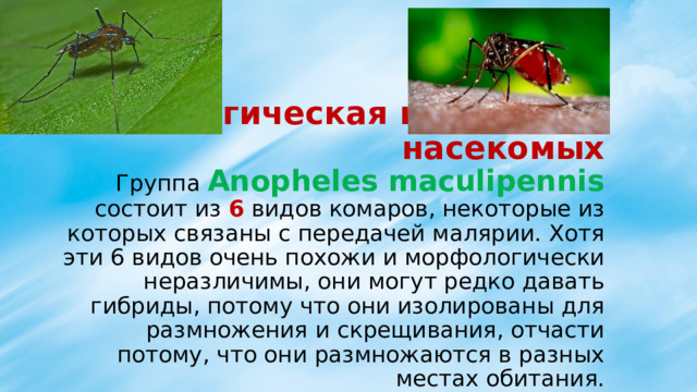 Экологическая изоляция у насекомых  Группа Anopheles maculipennis состоит из 6 видов комаров, некоторые из которых связаны с передачей малярии. Хотя эти 6 видов очень похожи и морфологически неразличимы, они могут редко давать гибриды, потому что они изолированы для размножения и скрещивания, отчасти потому, что они размножаются в разных местах обитания. 