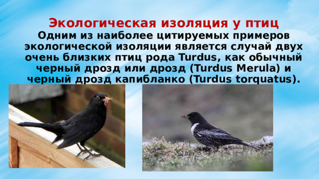 Экологическая изоляция у птиц  Одним из наиболее цитируемых примеров экологической изоляции является случай двух очень близких птиц рода Turdus, как обычный черный дрозд или дрозд (Turdus Merula) и черный дрозд капибланко (Turdus torquatus). 