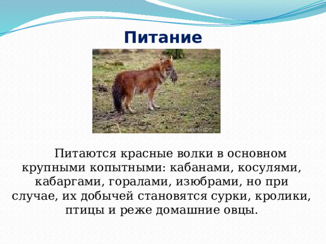 Красные волки 19 глава кратко. Красный волк проект. Вопросы и ответы к животному красный волк. Биология 5 класс вопросы про красного волка.. Пересказ главы красные волки.