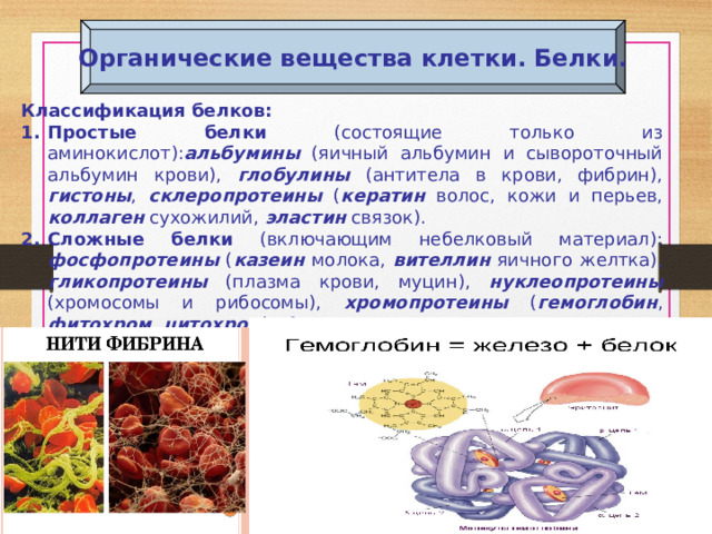 Из каких простых органических соединений состоят белки