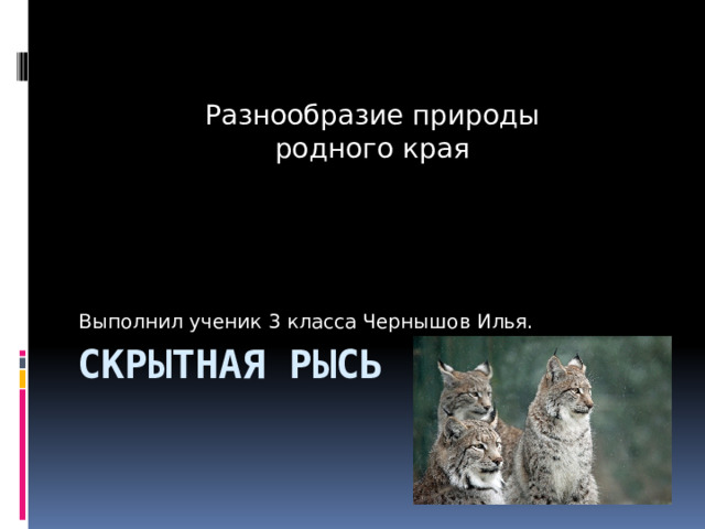 Разнообразие природы родного края Выполнил ученик 3 класса Чернышов Илья. Скрытная Рысь 
