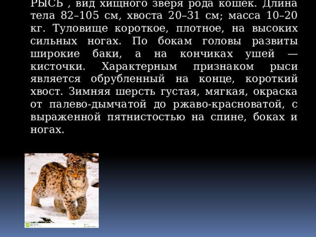  (Felis lynx), вид хищного зверя рода кошек. Длина тела 82–105 см, хвоста 20–31 см; масса 10–20 кг. Туловище короткое, плотное, на высоких сильных ногах. По бокам головы развиты широкие баки, а на кончиках ушей — кисточки. Характерным признаком рыси является обрубленный на конце, короткий хвост. Зимняя шерсть густая, мягкая, окраска от палево-дымчатой до ржаво-красноватой, с выраженной пятнистостью на спине, боках и ногах  Внешний вид РЫСЬ , вид хищного зверя рода кошек. Длина тела 82–105 см, хвоста 20–31 см; масса 10–20 кг. Туловище короткое, плотное, на высоких сильных ногах. По бокам головы развиты широкие баки, а на кончиках ушей — кисточки. Характерным признаком рыси является обрубленный на конце, короткий хвост. Зимняя шерсть густая, мягкая, окраска от палево-дымчатой до ржаво-красноватой, с выраженной пятнистостью на спине, боках и ногах. 
