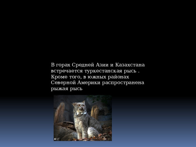 В горах Средней Азии и Казахстана встречается туркестанская рысь . Кроме того, в южных районах Северной Америки распространена рыжая рысь 