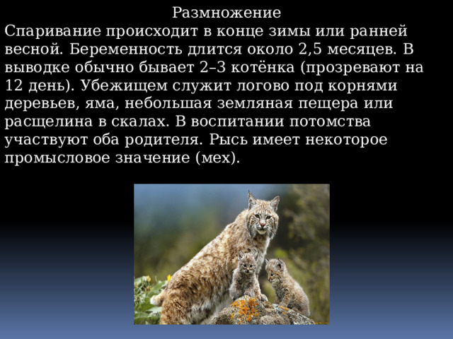 Размножение Спаривание происходит в конце зимы или ранней весной. Беременность длится около 2,5 месяцев. В выводке обычно бывает 2–3 котёнка (прозревают на 12 день). Убежищем служит логово под корнями деревьев, яма, небольшая земляная пещера или расщелина в скалах. В воспитании потомства участвуют оба родителя. Рысь имеет некоторое промысловое значение (мех). 