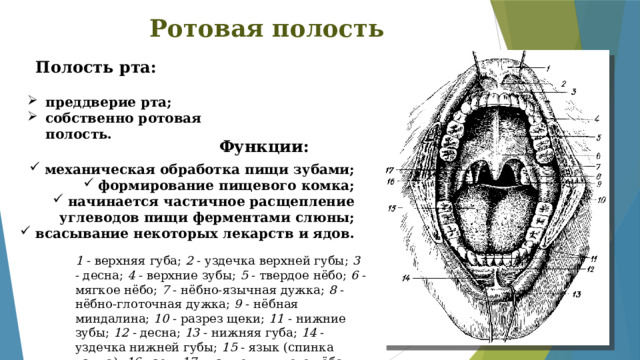 Полость рта стенки отделы содержимое