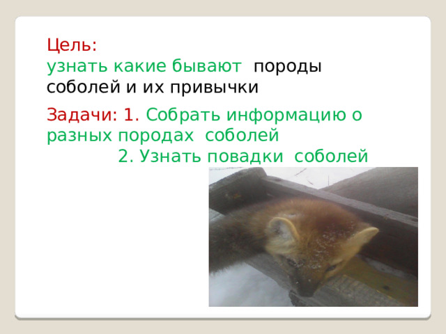 Цель:  узнать какие бывают породы соболей и их привычки Задачи: 1. Собрать информацию о разных породах соболей  2. Узнать повадки соболей 