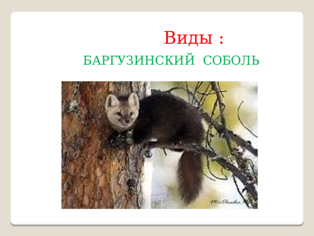  Виды :  БАРГУЗИНСКИЙ СОБОЛЬ  