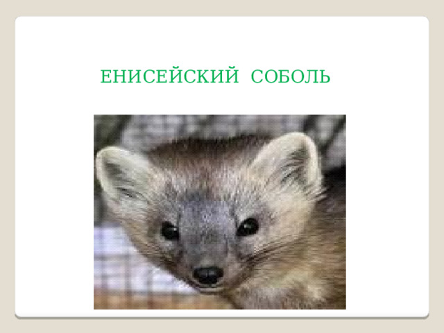  ЕНИСЕЙСКИЙ СОБОЛЬ 