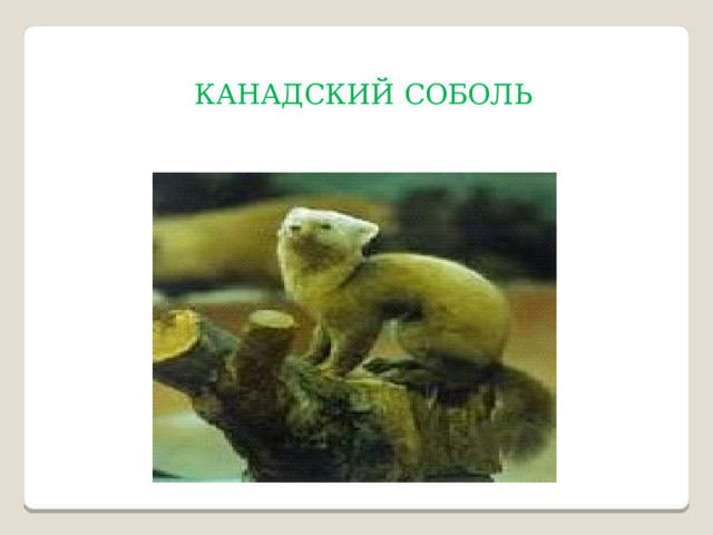 КАНАДСКИЙ СОБОЛЬ 