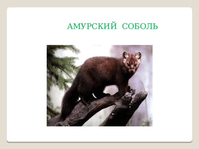 АМУРСКИЙ СОБОЛЬ 