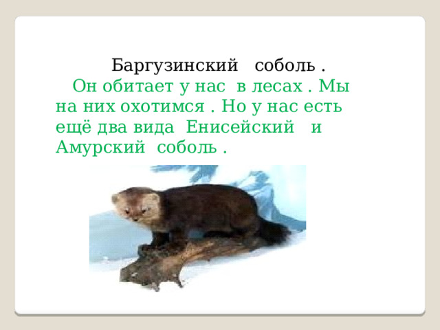 Баргузинский соболь .  Он обитает у нас в лесах . Мы на них охотимся . Но у нас есть ещё два вида Енисейский и Амурский соболь . 