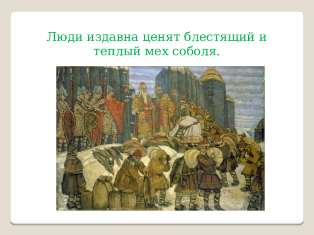 Люди издавна ценят блестящий и теплый мех соболя. 