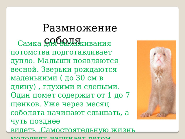  Размножение соболя   Самка для выхаживания потомства подготавливает дупло. Малыши появляются весной. Зверьки рождаются маленькими ( до 30 см в длину) , глухими и слепыми. Один помет содержит от 1 до 7 щенков. Уже через месяц соболята начинают слышать, а чуть позднее видеть .Самостоятельную жизнь молодняк начинает летом. 