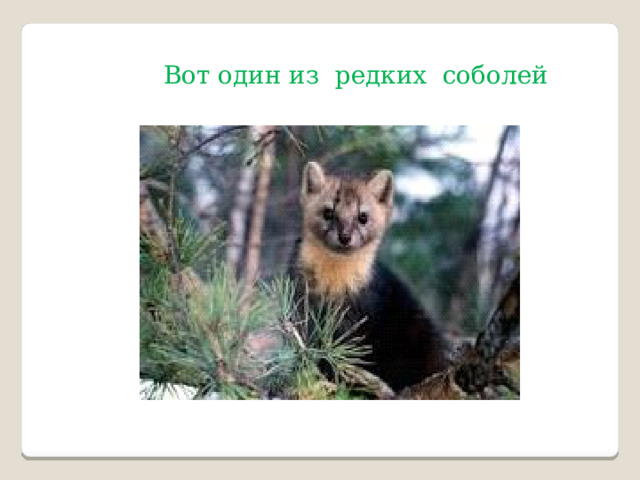  Вот один из редких соболей 
