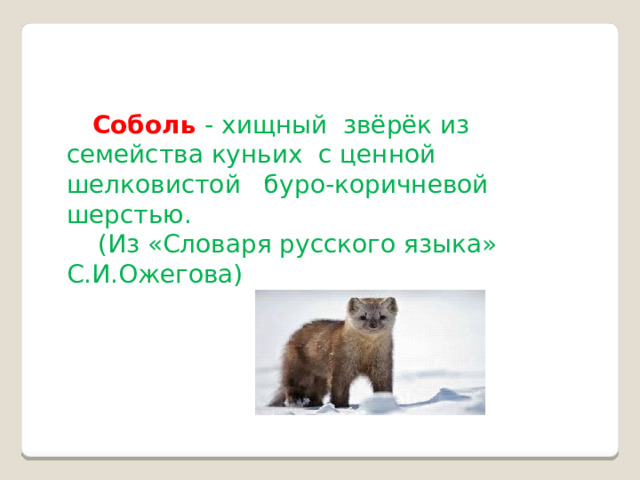  Соболь - хищный звёрёк из семейства куньих с ценной шелковистой буро-коричневой шерстью.  (Из «Словаря русского языка» С.И.Ожегова) 