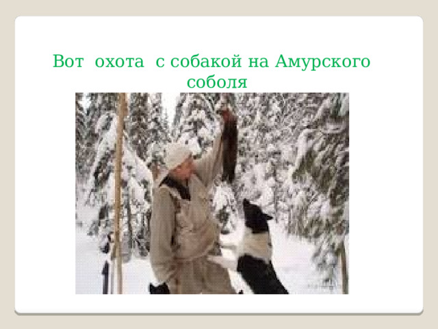 Вот охота с собакой на Амурского соболя 
