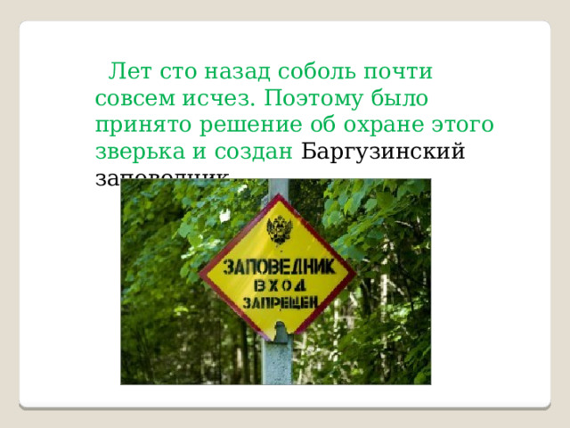  Лет сто назад соболь почти совсем исчез. Поэтому было принято решение об охране этого зверька и создан Баргузинский заповедник 