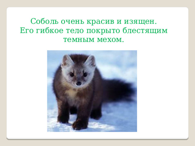 Соболь очень красив и изящен.  Его гибкое тело покрыто блестящим темным мехом. 