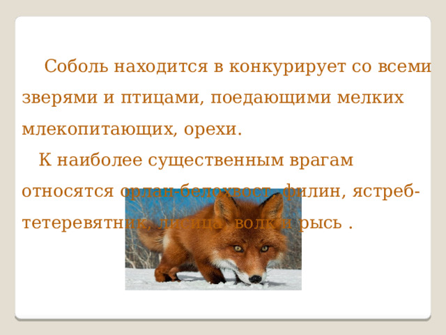  Соболь находится в конкурирует со всеми зверями и птицами, поедающими мелких млекопитающих, орехи.  К наиболее существенным врагам относятся орлан-белохвост, филин, ястреб-тетеревятник, лисица, волк и рысь . 