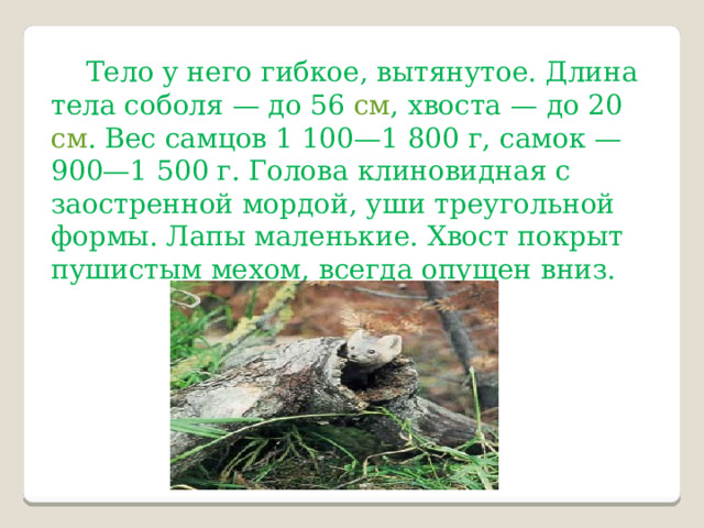 Тело у него гибкое, вытянутое. Длина тела соболя — до 56 см , хвоста — до 20 см . Вес самцов 1 100—1 800 г, самок — 900—1 500 г. Голова клиновидная с заостренной мордой, уши треугольной формы. Лапы маленькие. Хвост покрыт пушистым мехом, всегда опущен вниз. 
