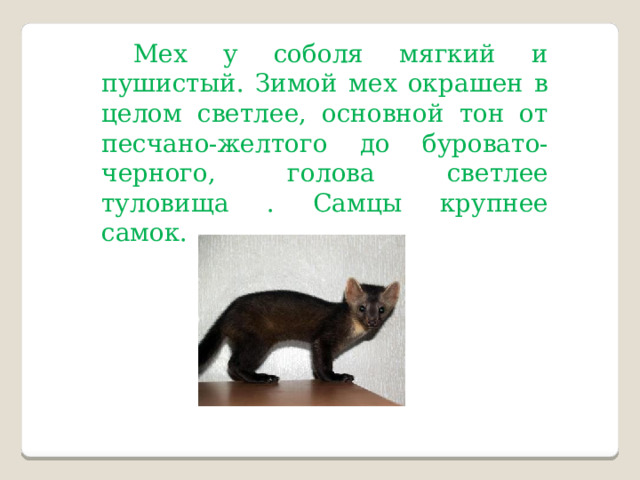 Мех у соболя мягкий и пушистый. Зимой мех окрашен в целом светлее, основной тон от песчано-желтого до буровато-черного, голова светлее туловища . Самцы крупнее самок. Рис.1 Соболь 