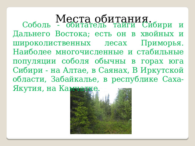Места обитания. Соболь - обитатель тайги Сибири и Дальнего Востока; есть он в хвойных и широколиственных лесах Приморья. Наиболее многочисленные и стабильные популяции соболя обычны в горах юга Сибири - на Алтае, в Саянах, В Иркутской области, Забайкалье, в республике Саха-Якутия, на Камчатке. 