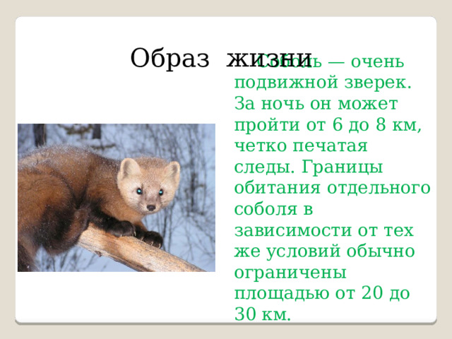 Соболь — очень подвижной зверек. За ночь он может пройти от 6 до 8 км, четко печатая следы. Границы обитания отдельного соболя в зависимости от тех же условий обычно ограничены площадью от 20 до 30 км. Образ жизни 