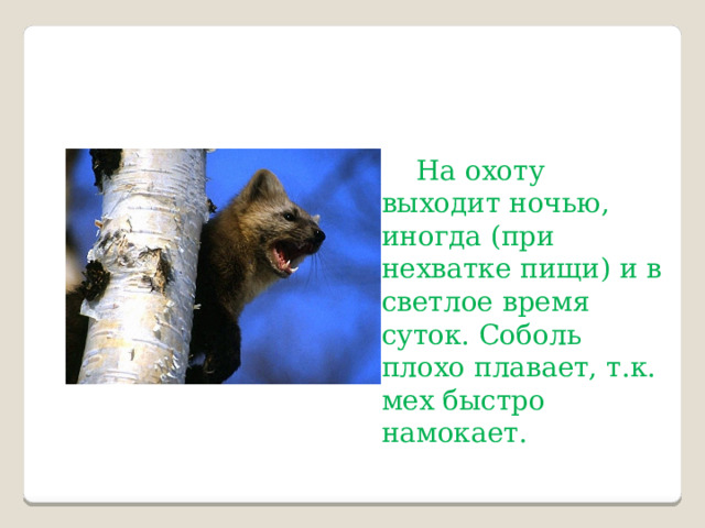На охоту выходит ночью, иногда (при нехватке пищи) и в светлое время суток. Соболь плохо плавает, т.к. мех быстро намокает. 