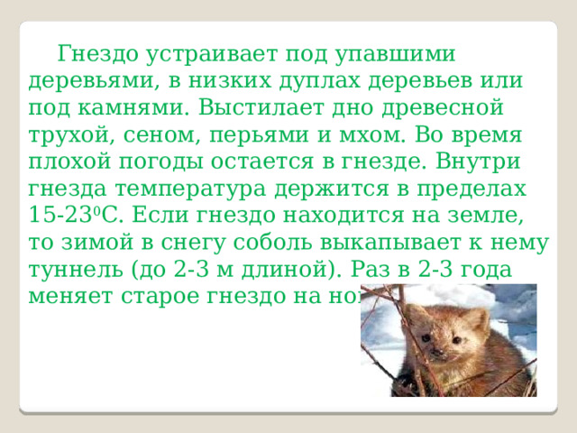 Гнездо устраивает под упавшими деревьями, в низких дуплах деревьев или под камнями. Выстилает дно древесной трухой, сеном, перьями и мхом. Во время плохой погоды остается в гнезде. Внутри гнезда температура держится в пределах 15-23 0 C. Если гнездо находится на земле, то зимой в снегу соболь выкапывает к нему туннель (до 2-3 м длиной). Раз в 2-3 года меняет старое гнездо на новое. 