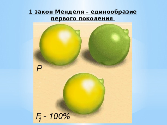 1 закон Менделя – единообразие первого поколения 