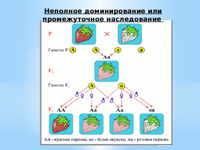 Неполное доминирование или промежуточное наследование 